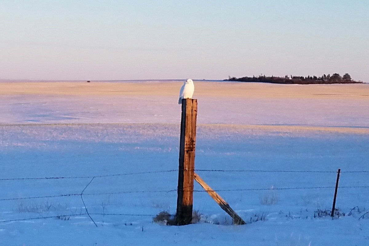 Snowy Owl - Ryan Williamson