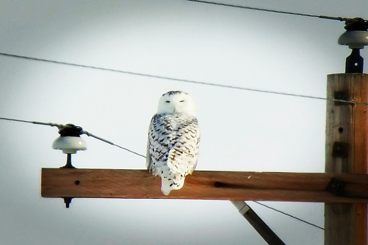 Snowy Owl - Ryan Williamson