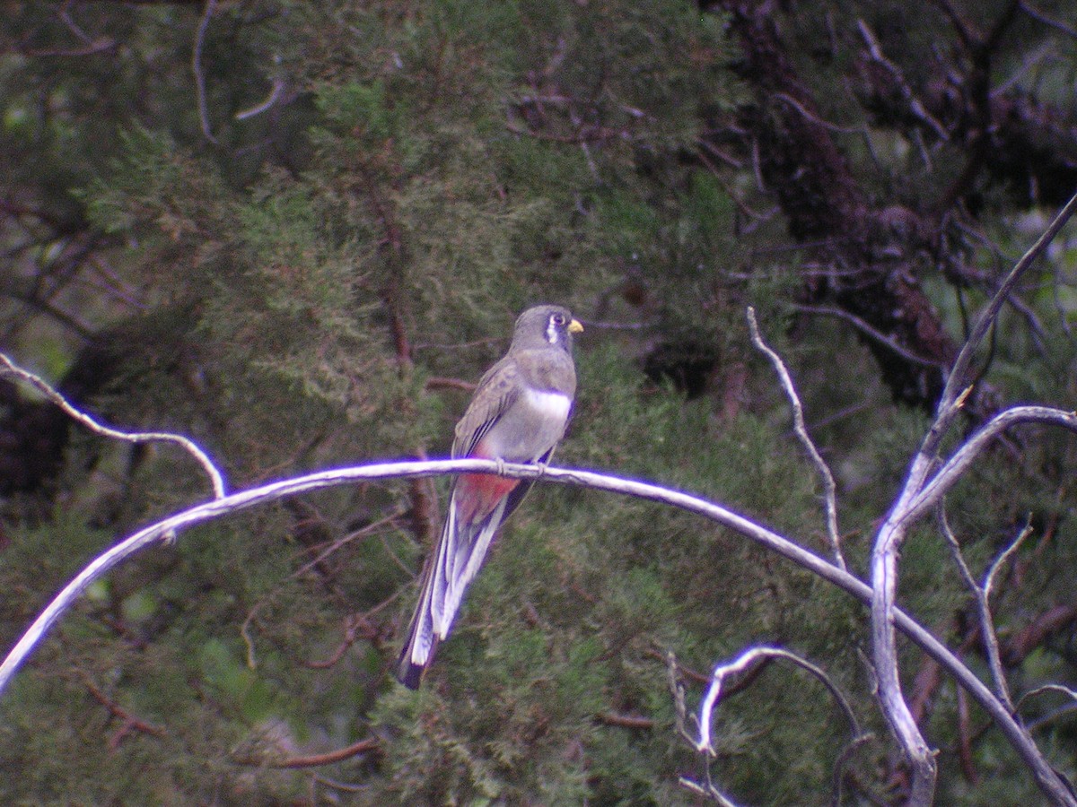 Trogon élégant - ML87078721