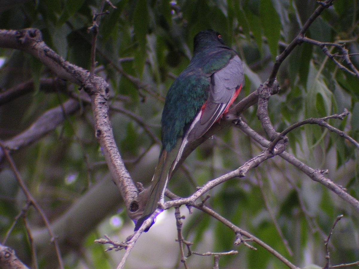 trogon krásný - ML87078731