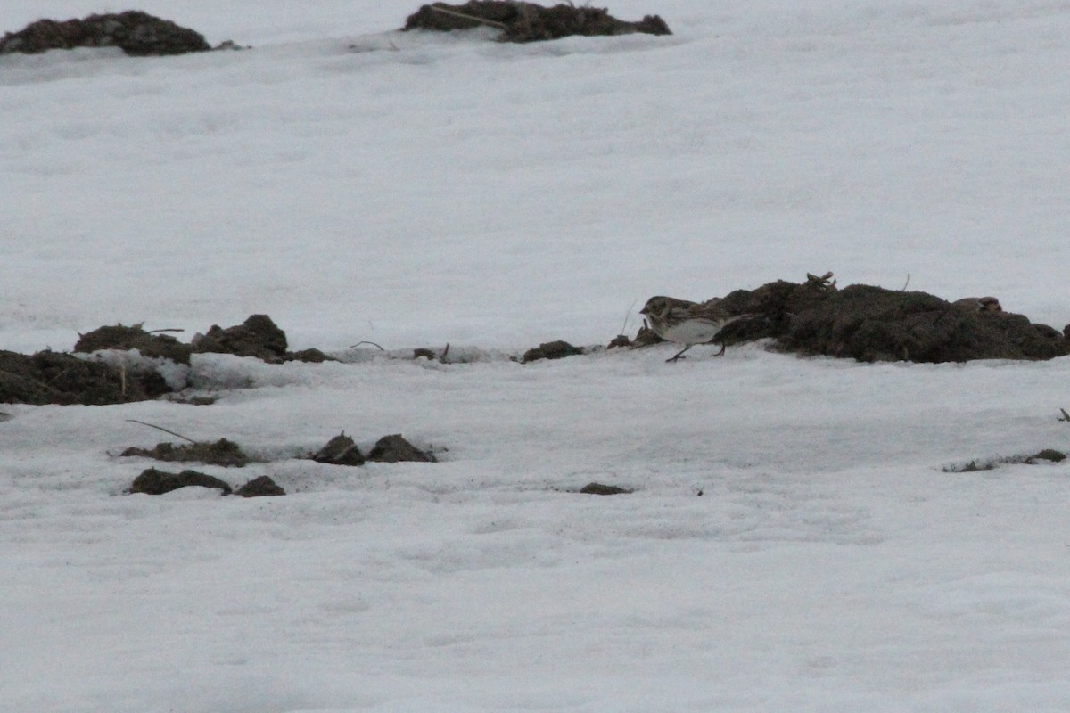 Lapland Longspur - ML87078981