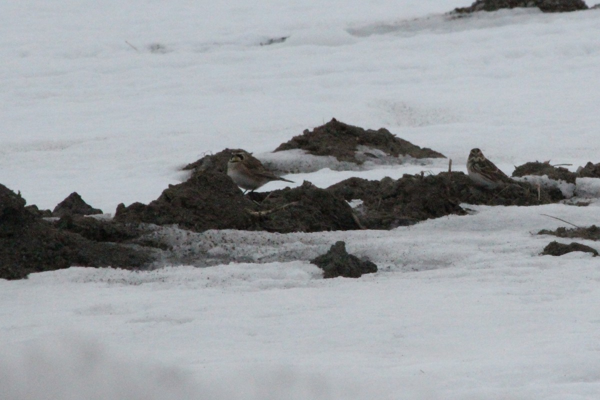 Horned Lark - ML87079371