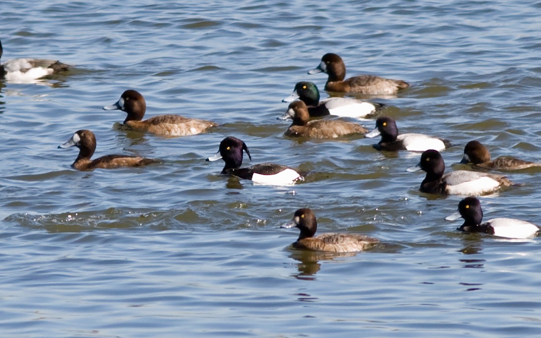 Tufted Duck - Mark R Johnson