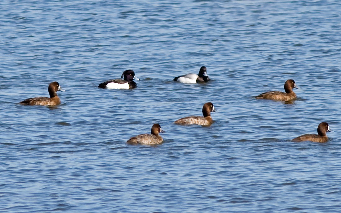 Tufted Duck - Mark R Johnson