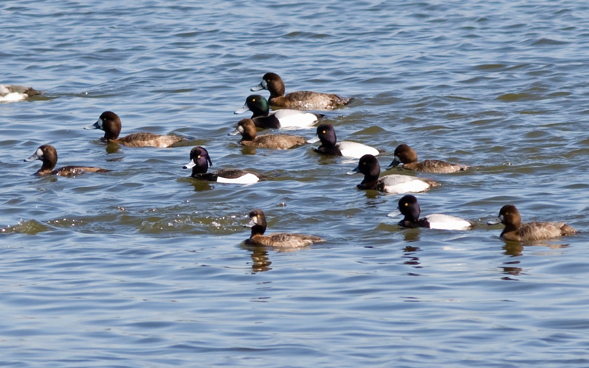 Tufted Duck - Mark R Johnson