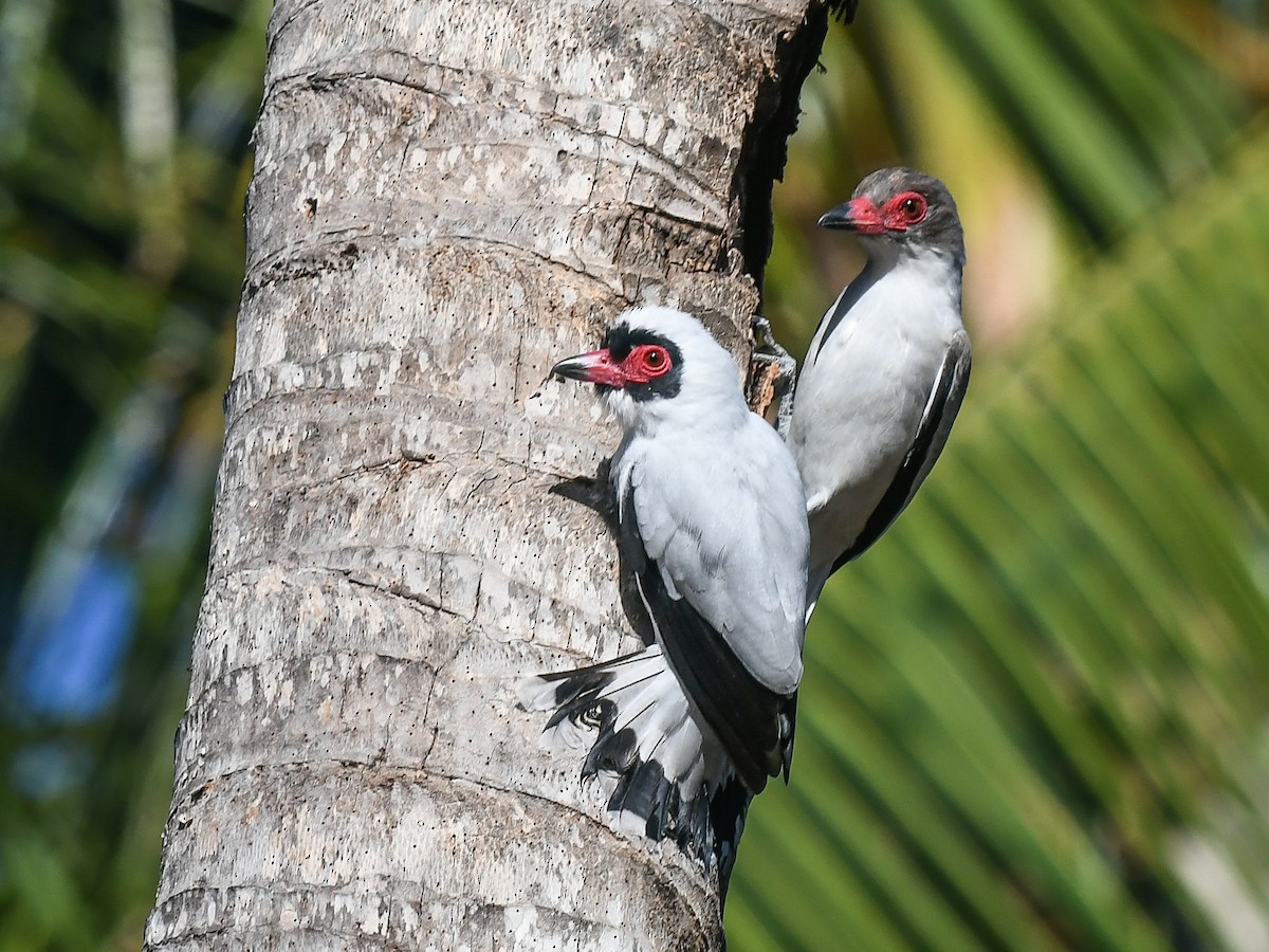 Masked Tityra - Liz Osborn