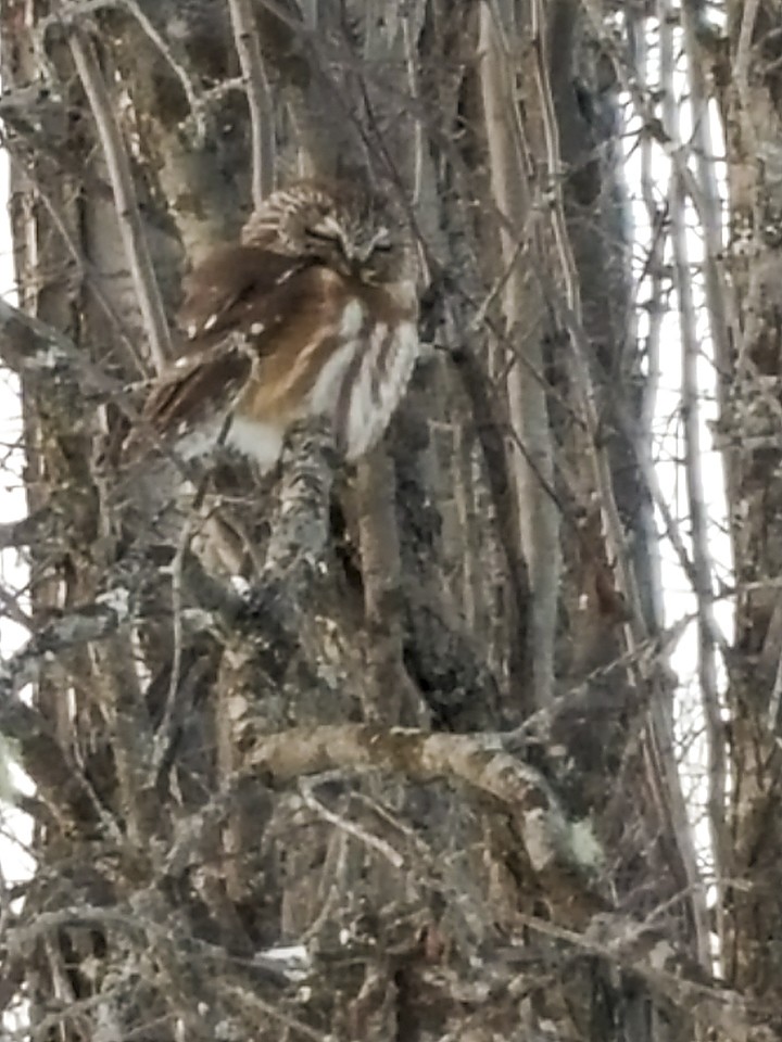 Northern Saw-whet Owl - ML87084511