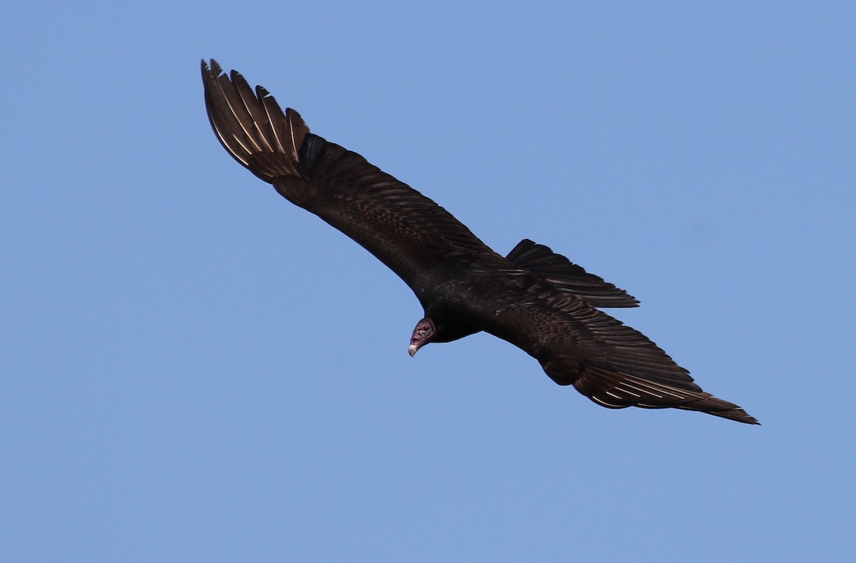 Turkey Vulture - ML87089271