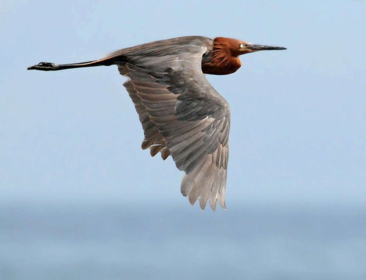 Reddish Egret - Steven Mlodinow