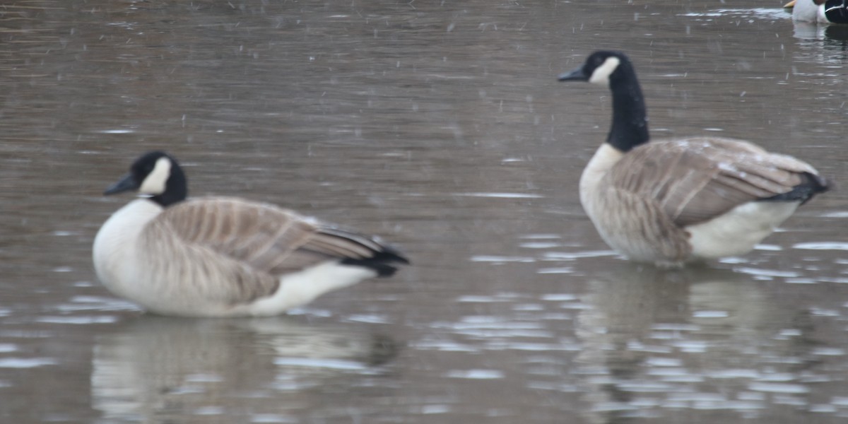 Canada Goose - ML87091401