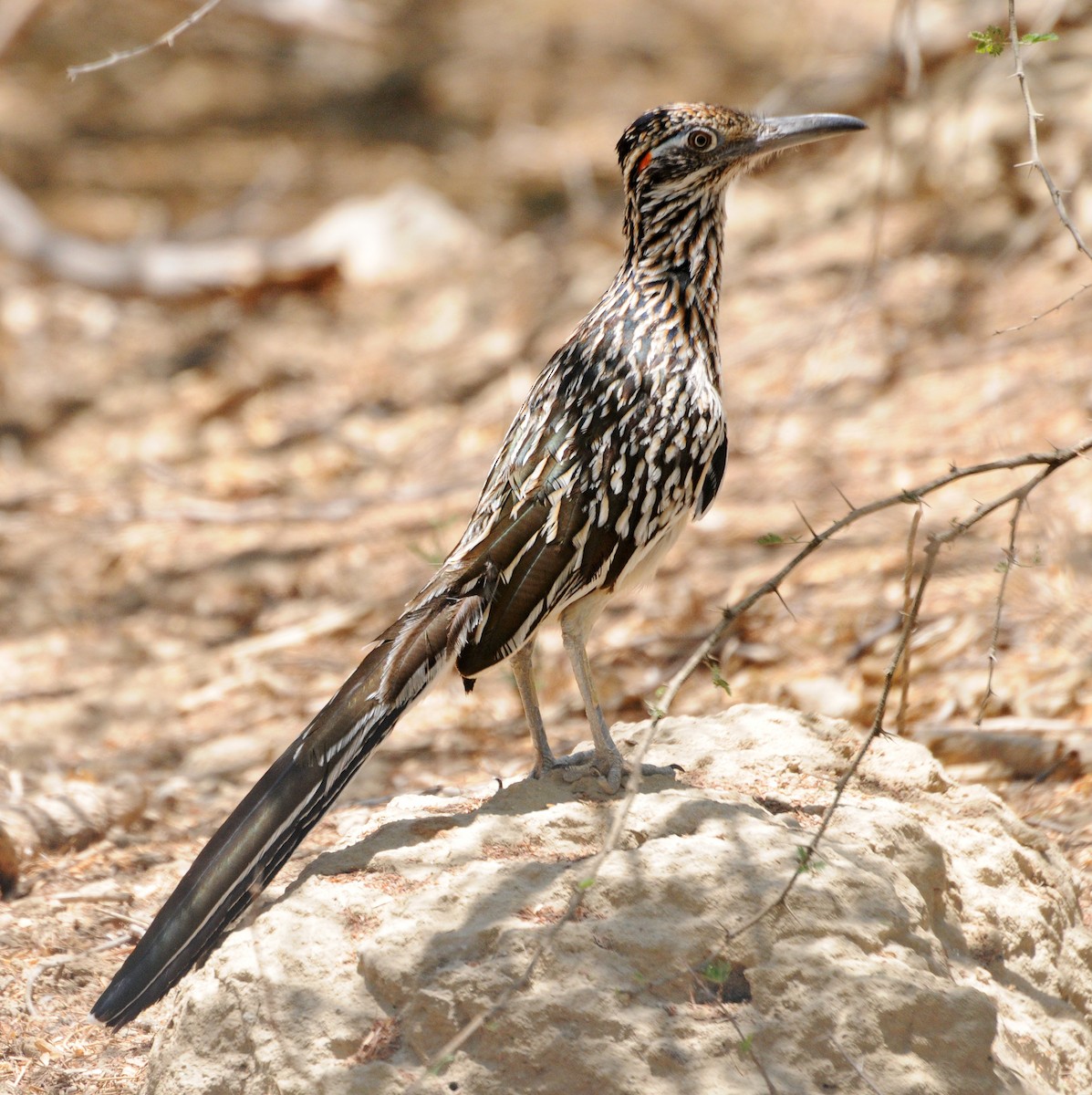 Greater Roadrunner - Steven Mlodinow