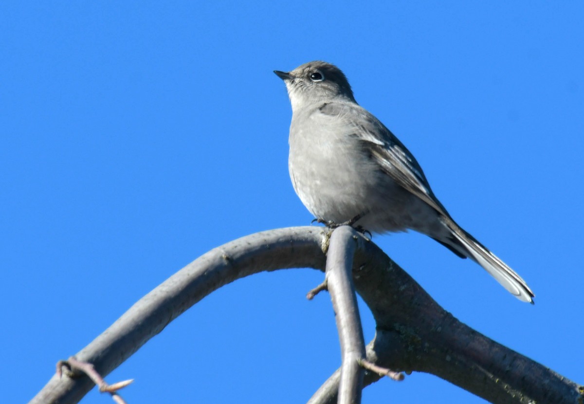 Townsend's Solitaire - ML87091521