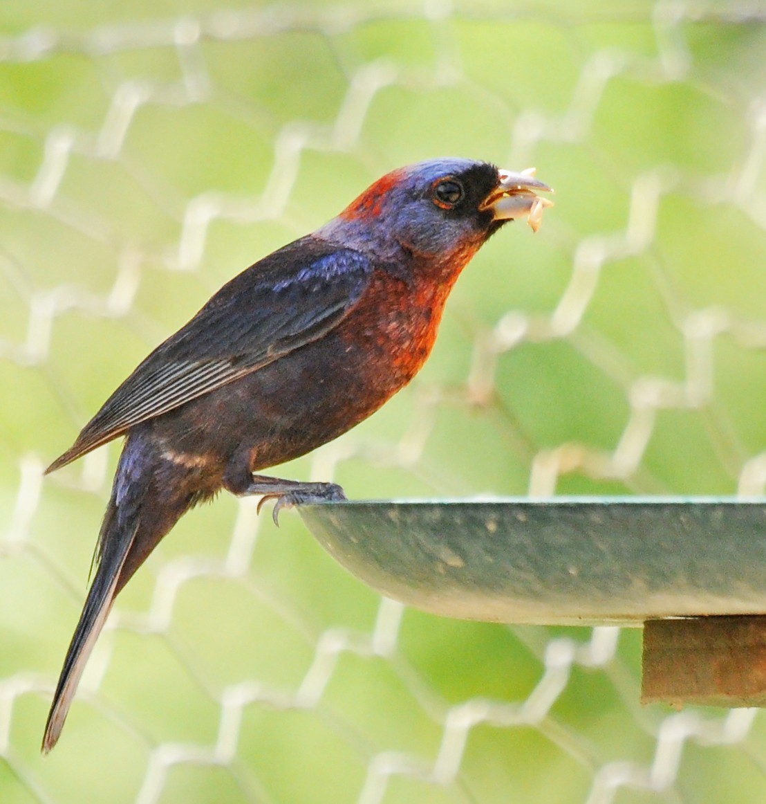 Varied Bunting - ML87091541