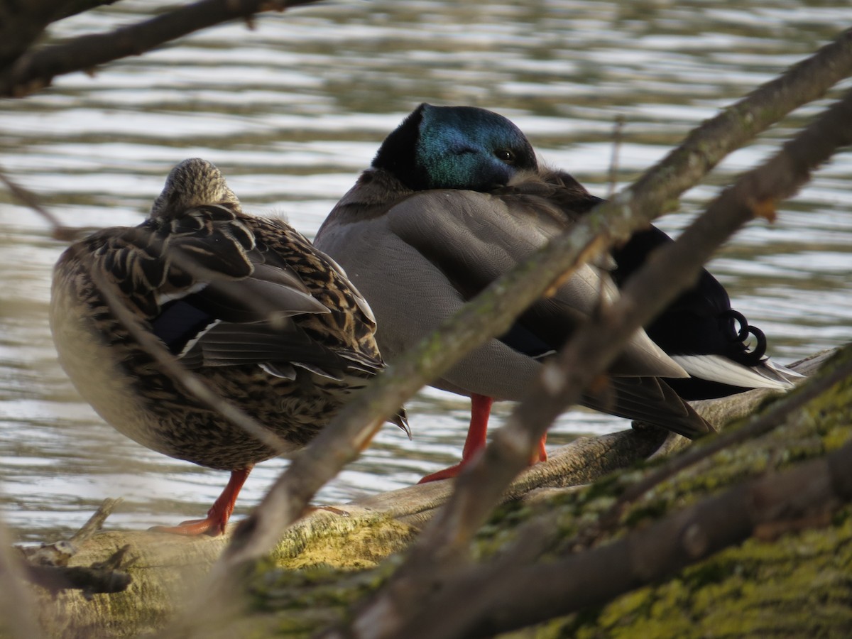 Mallard - Martin Stoner