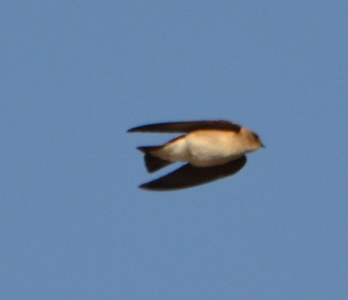 Northern Rough-winged Swallow - ML87094581