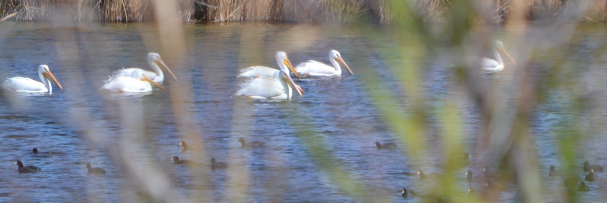 American White Pelican - Margaret Merar