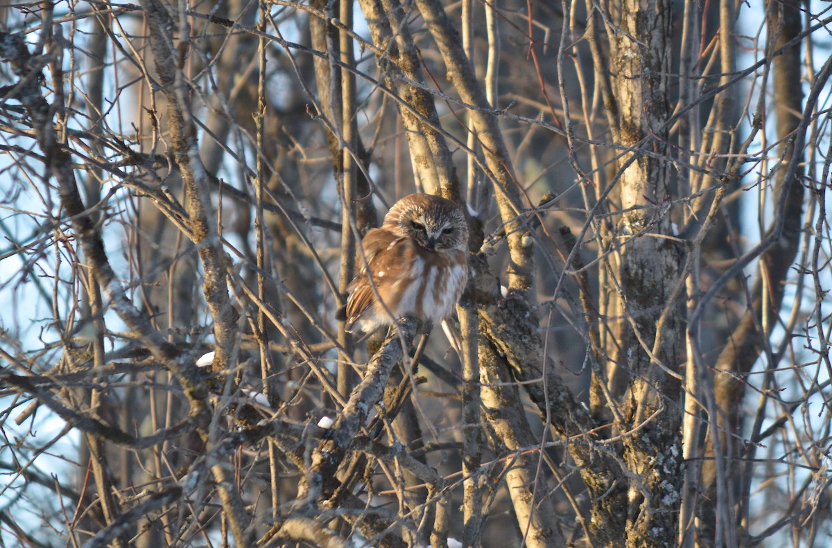 Northern Saw-whet Owl - ML87095431