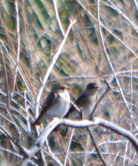 Northern Rough-winged Swallow - Margaret Merar