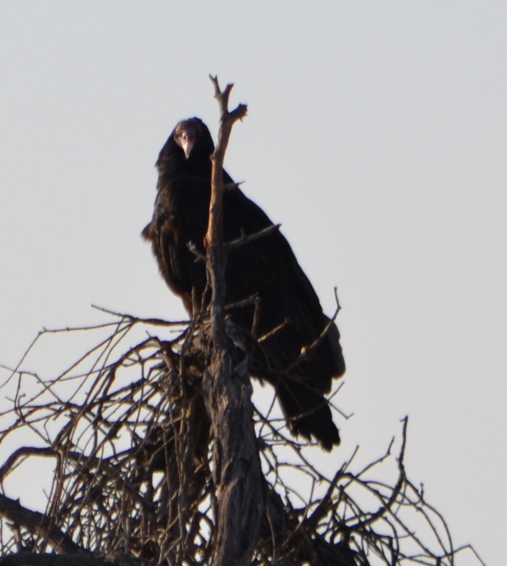 Turkey Vulture - Margaret Merar