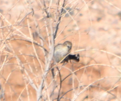 Yellow-rumped Warbler - Margaret Merar