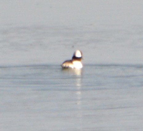 Bufflehead - Margaret Merar