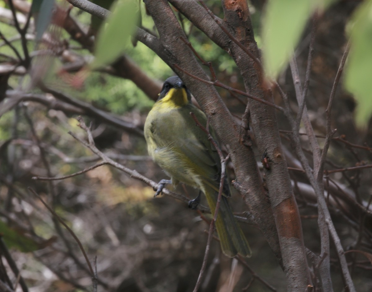 Purple-gaped Honeyeater - Anonymous