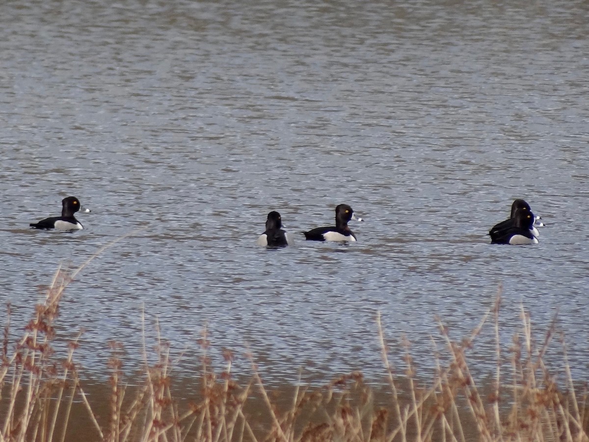 Ring-necked Duck - ML87098051