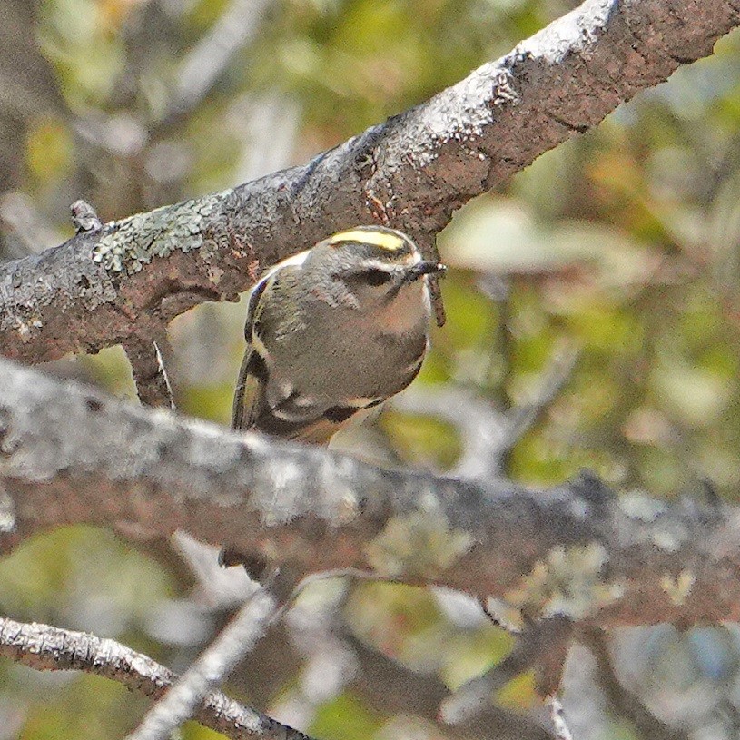 Golden-crowned Kinglet - ML87099361