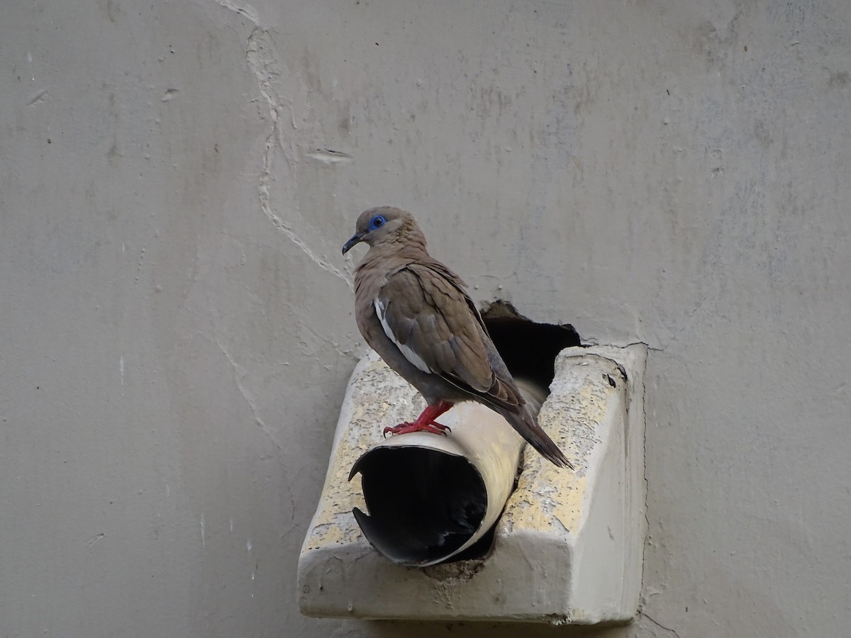 West Peruvian Dove - ML87100251