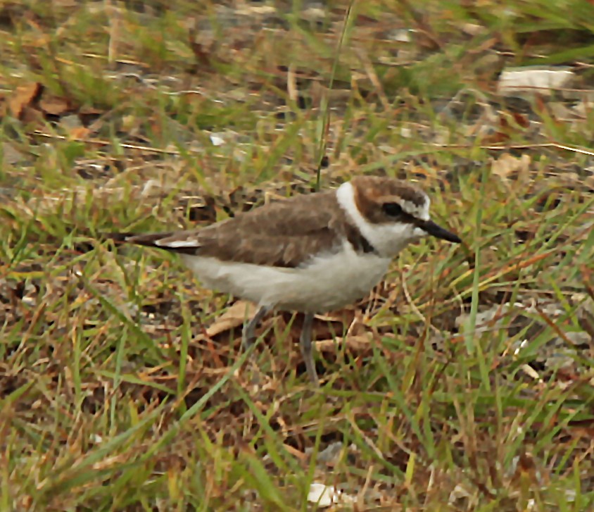 Kentish Plover - ML87100621