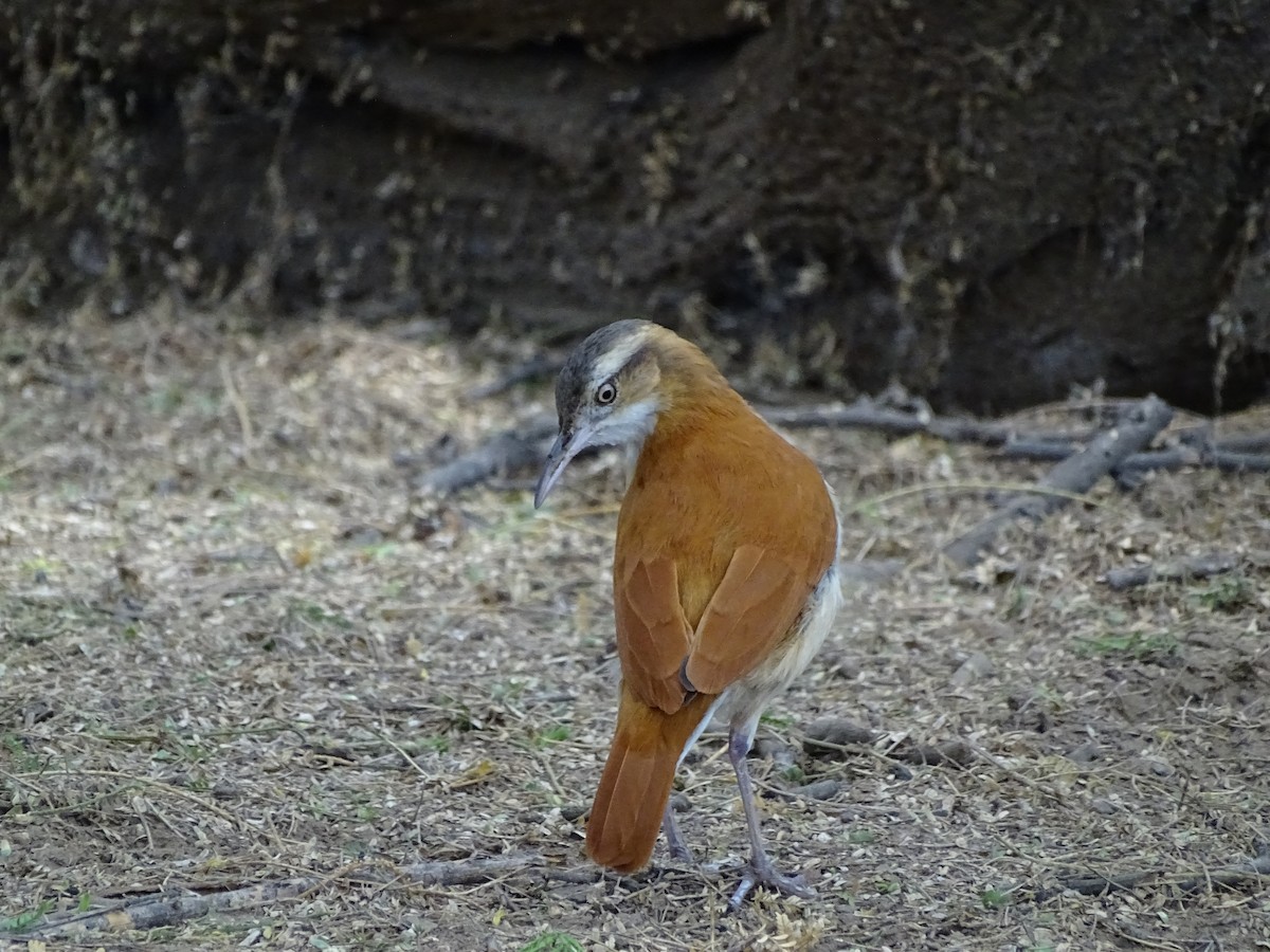 Pacific Hornero - ML87100811