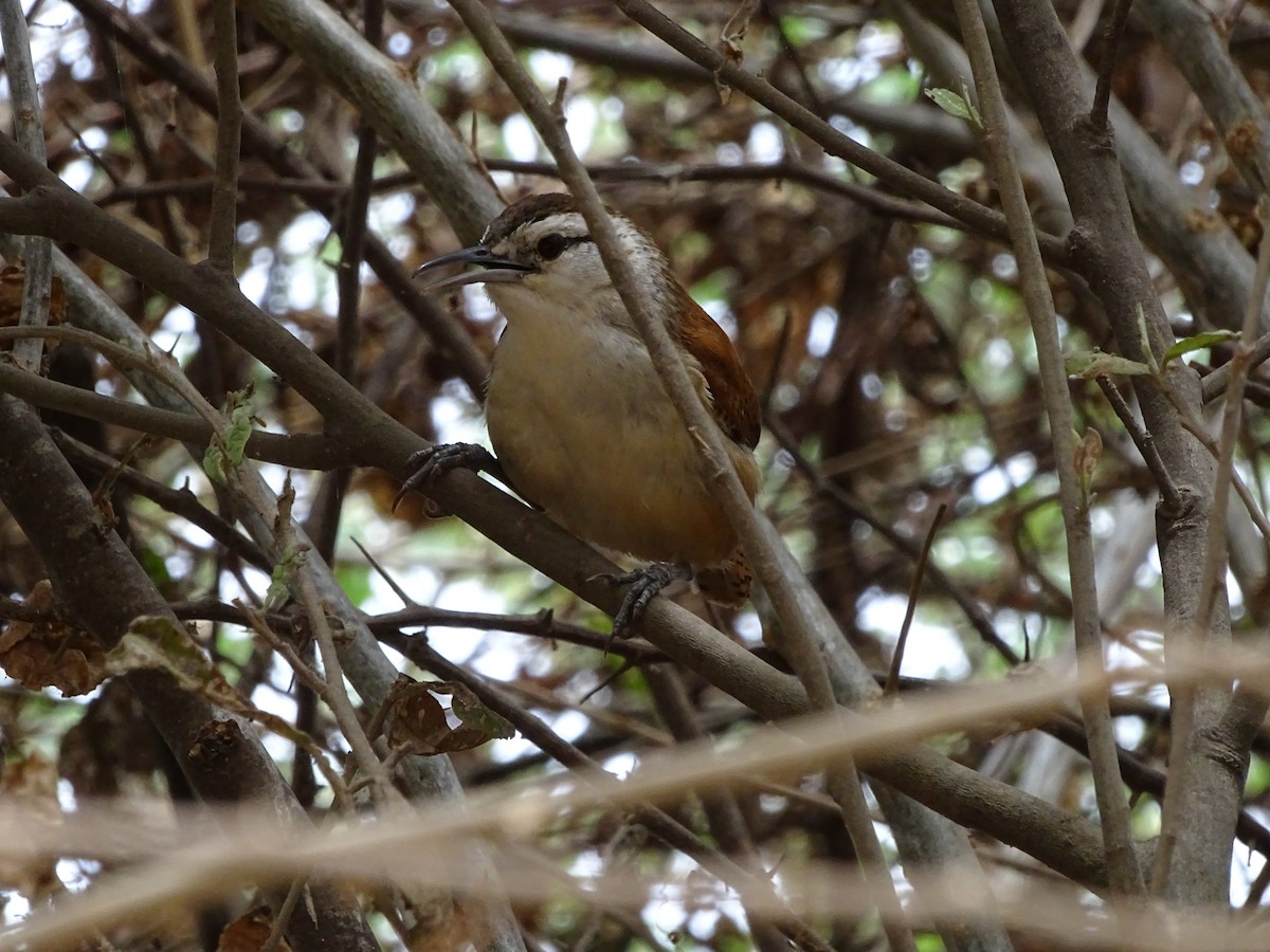 Superciliated Wren - ML87101281