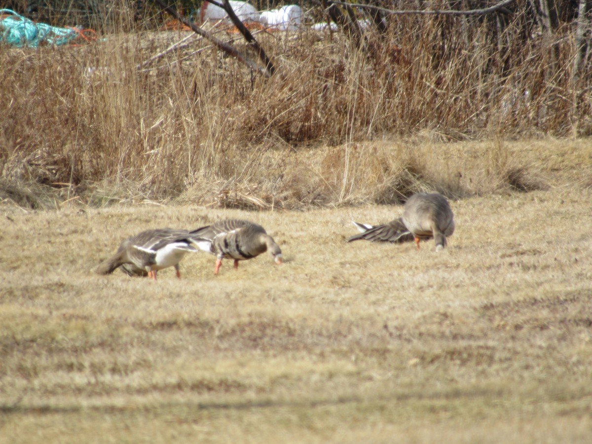 Greater White-fronted Goose - ML87101621