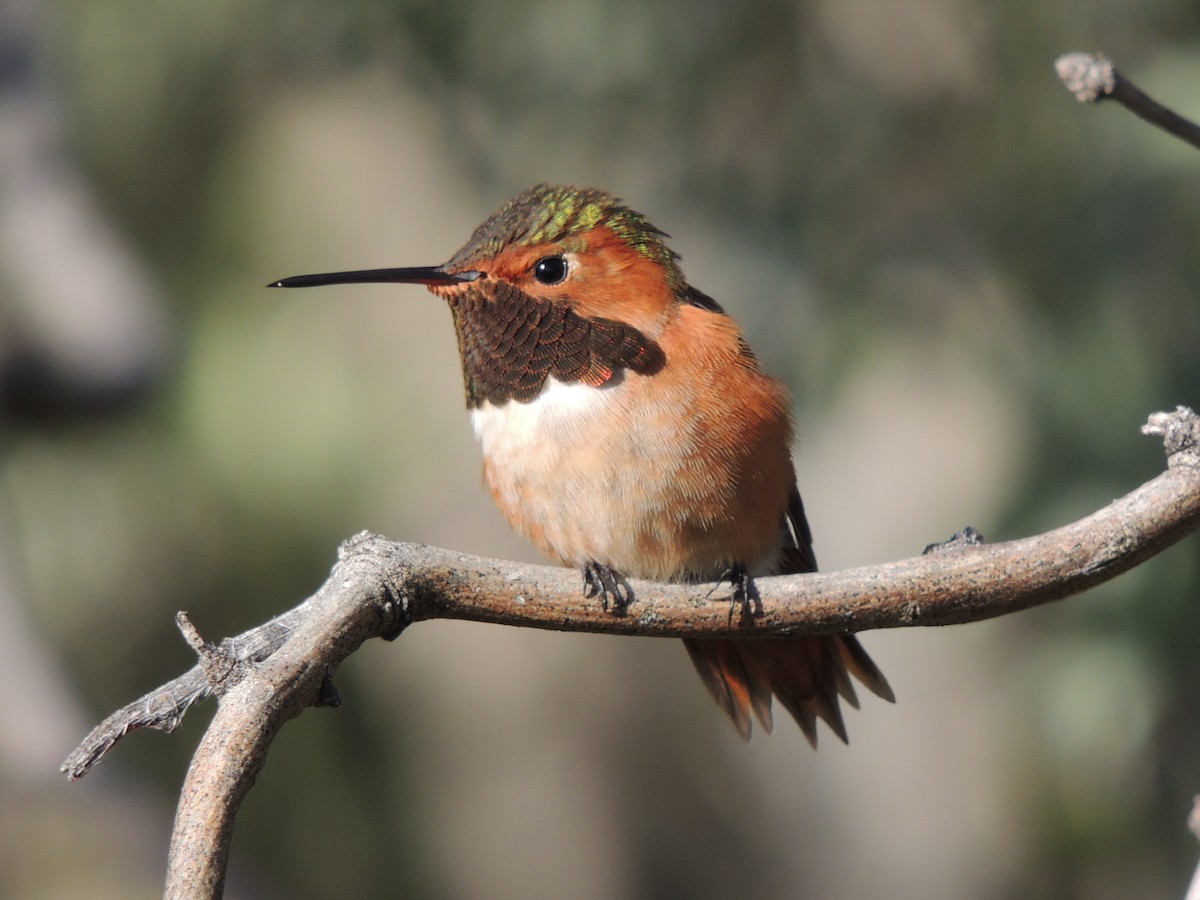 Colibrí de Allen - ML87103241