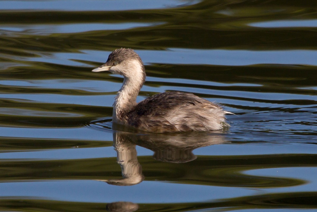 Hoary-headed Grebe - Ashley Bradford