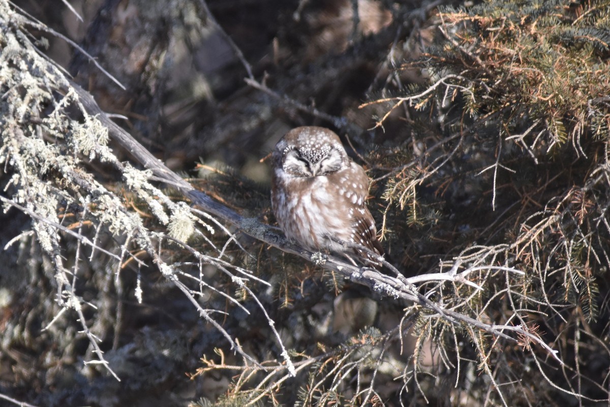 Boreal Owl - John Patten Moss