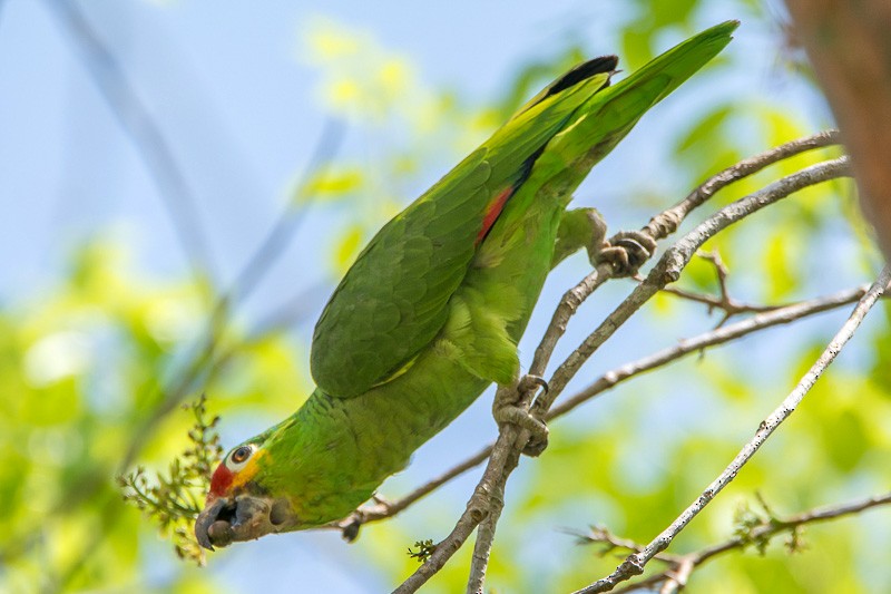 Red-lored Parrot - ML87103801