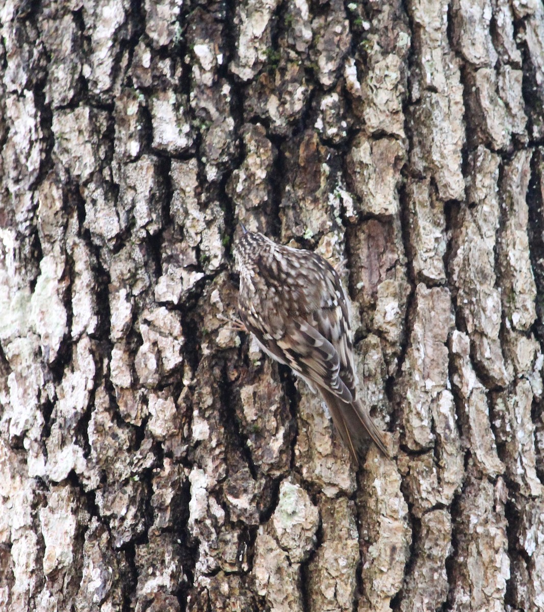 Brown Creeper - ML87103961