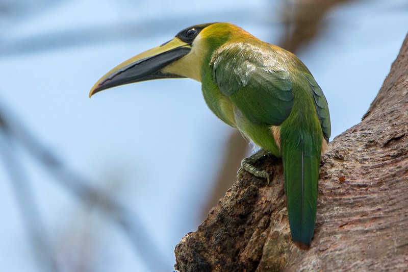 Toucanet émeraude - ML87104531