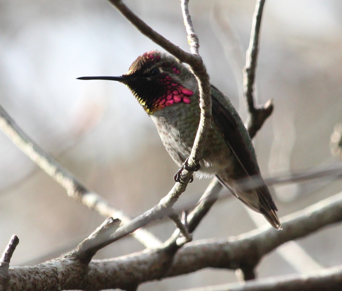 Anna's Hummingbird - ML87105721