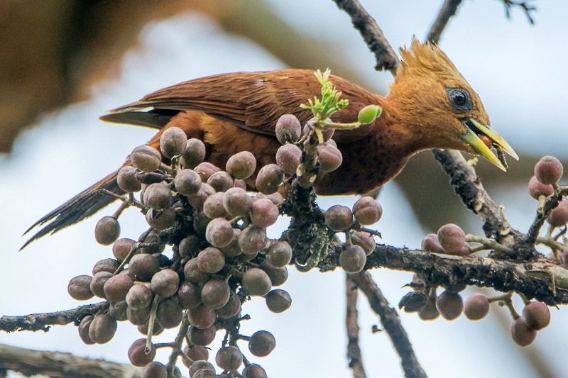 Chestnut-colored Woodpecker - ML87105831