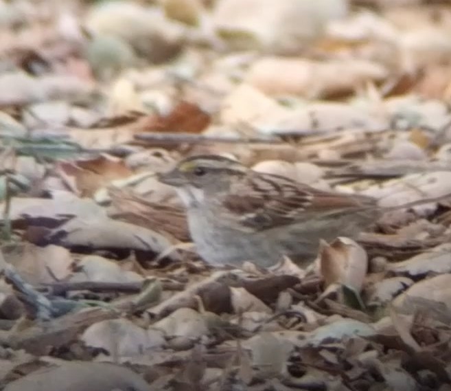 White-throated Sparrow - ML87107081