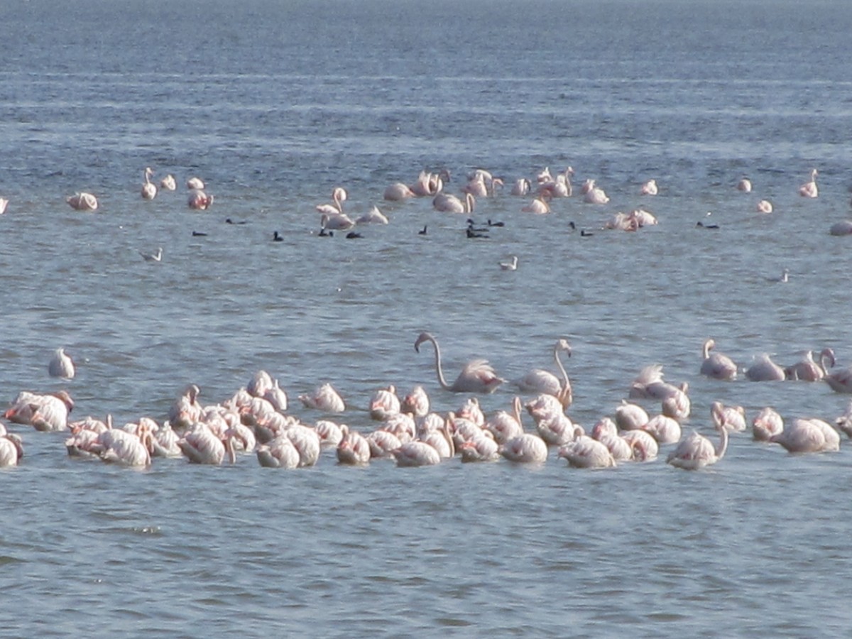 Greater Flamingo - Anonymous