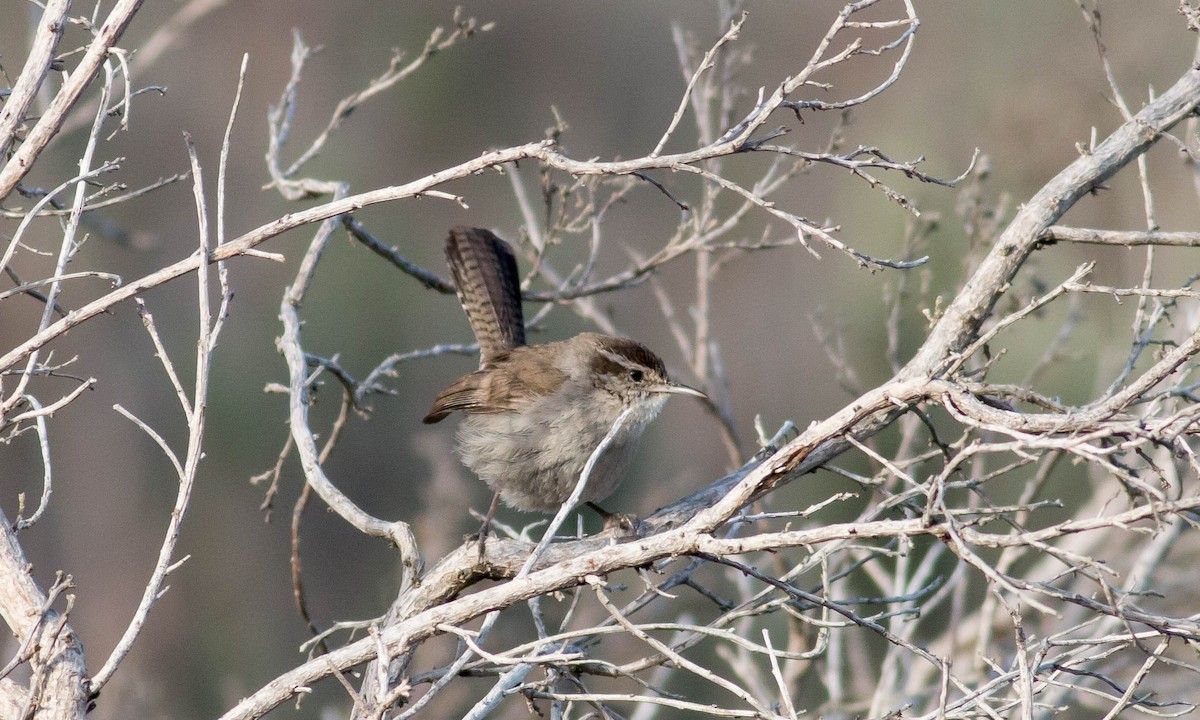 Bewick's Wren (spilurus Group) - ML87108741