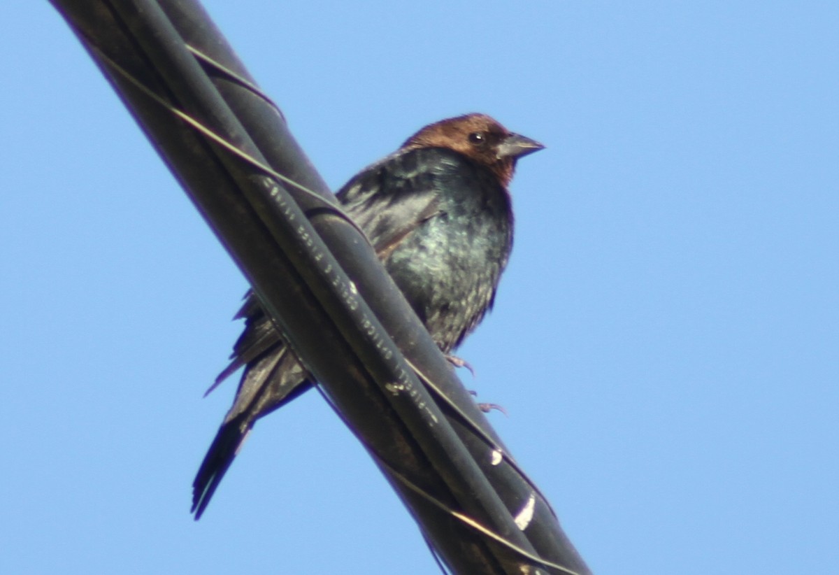 Brown-headed Cowbird - Mark Hays