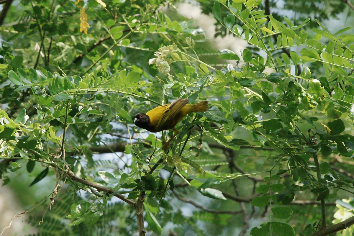 Golden-backed Weaver - Kian Guan Tay