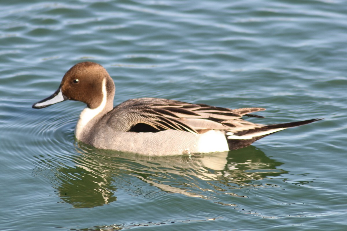 Northern Pintail - ML87109741