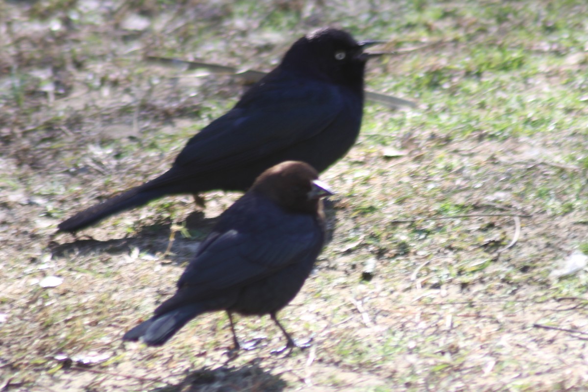 Brown-headed Cowbird - Mark Hays