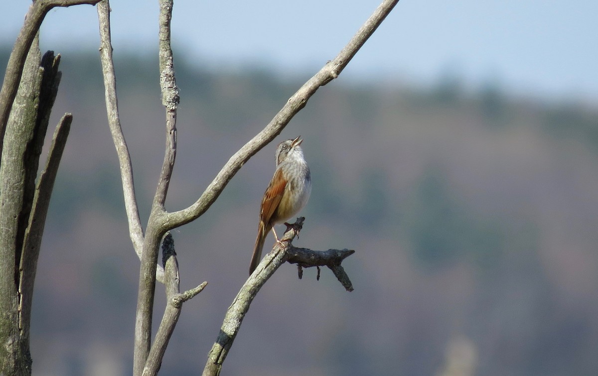 Swamp Sparrow - ML87109931