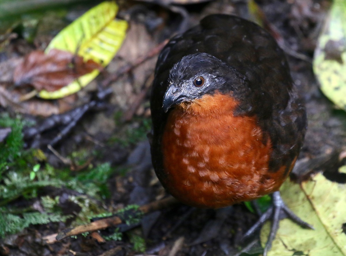 Dark-backed Wood-Quail - ML87110451